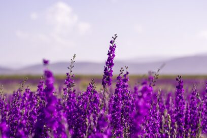 Champ de lavande - Agrandir l'image, fenêtre modale